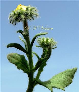  Flowering shoot